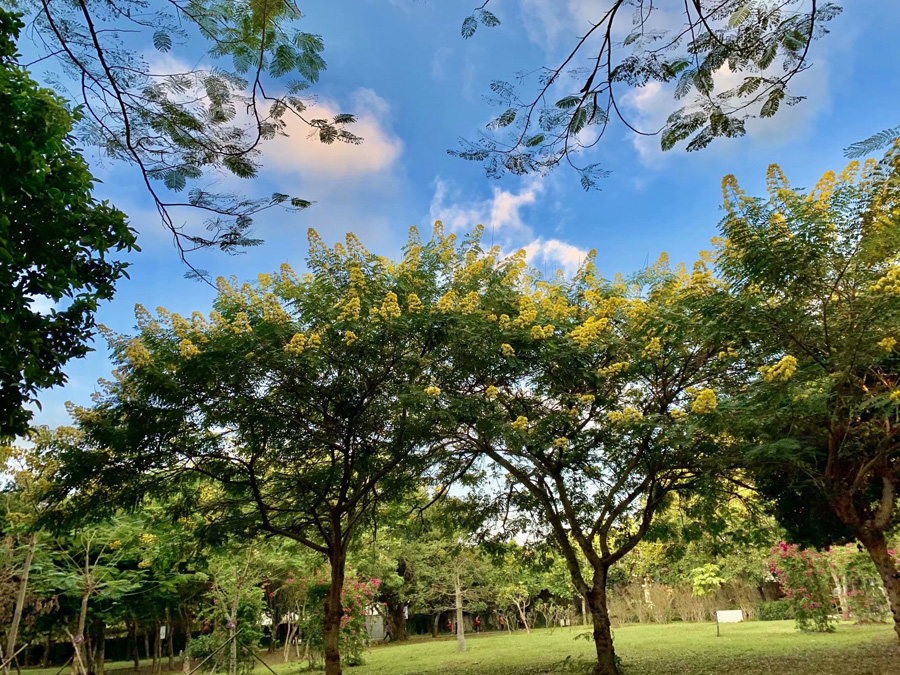 ���ڽ�ţ�X���@