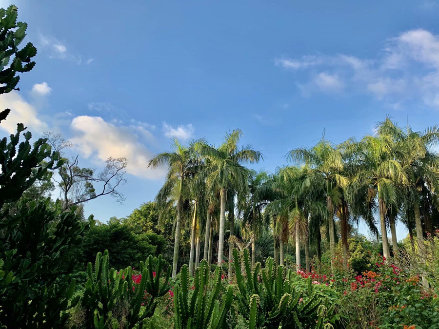 ���ڽ�ţ�X���@