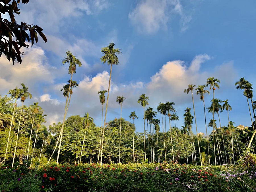 ���ڽ�ţ�X���@