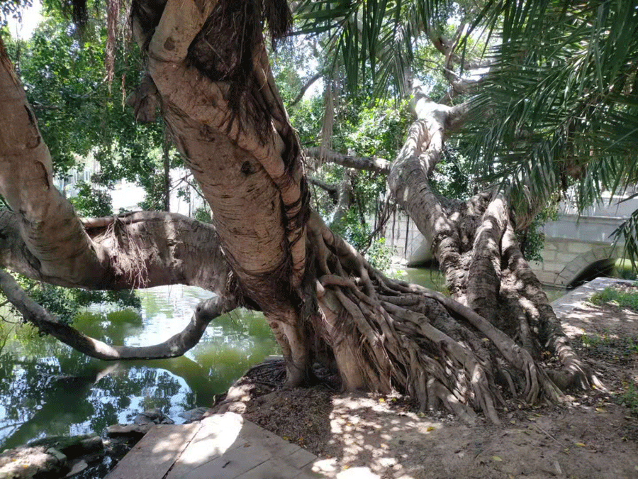 һ���L(zh��ng)�ں�߅���Ř�(sh��)