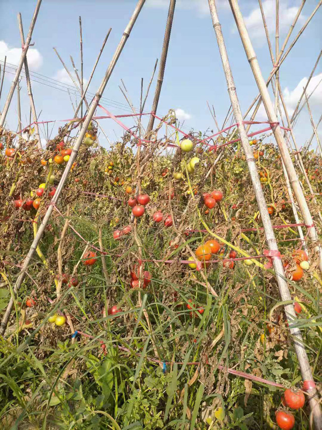 �����н��|�^(q��)������2021���S��