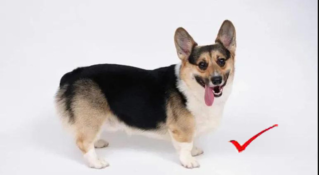 Ȯ�C�Ϲ�����Ƭ��Ҏ(gu��)��Pose��&radic;�����Ĕz��Ƭ�r�M���x���������εı���