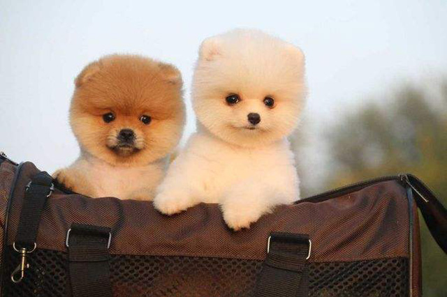 �������B(y��ng)���k�C����Щ�����c��